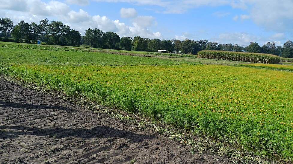 Op het ICM-platform is ook tagetes gezaaid. Nematoloog Johnny Visser lichtte de keuze voor tagetes toe: „Eigenlijk zit hier nauwelijks Pratylenchus penetrans. De tagetes is hier toch onderdeel van de strategie, juist om te laten zien hoe dit kan worden in