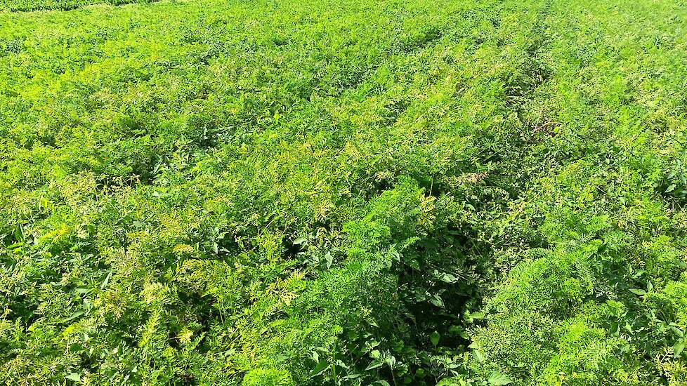 Met het oog op onkruidbeheersing kan het telen afwisselen van open en gesloten gewassen na elkaar een goede optie zijn. Een open gewas als zaaiuien zou goed opgevolgd kunnen worden door aardappelen (daarin kan het onkruid redelijk in bedwang worden gehoud