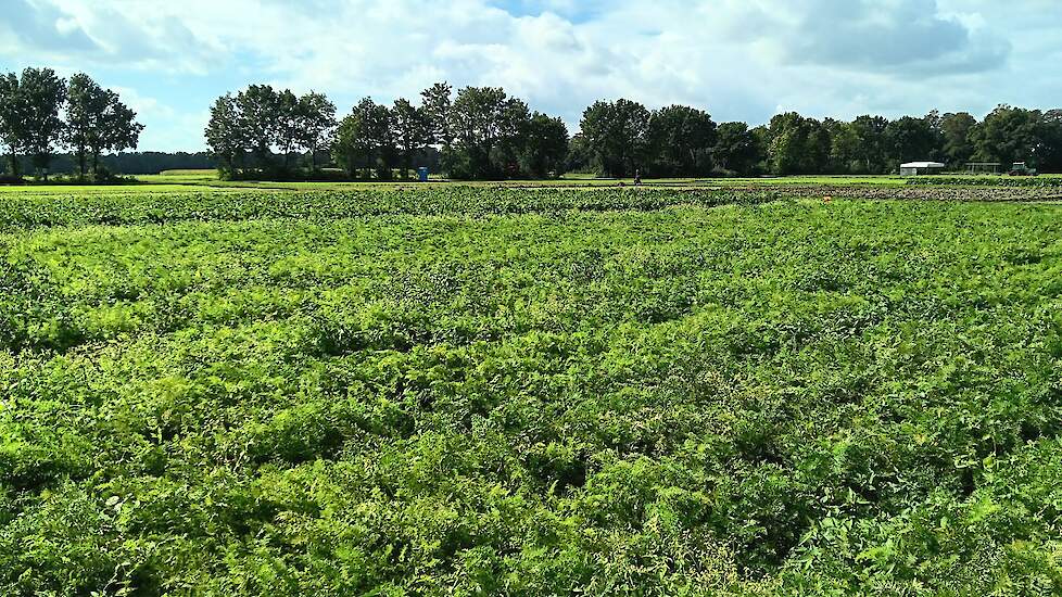 Op proefboerderij WUR Open Teelten in Vredepeel (LB) wordt sinds 2020 onderzocht hoe een gewasbeschermingsstrategie op basis van het ICM-raamwerk kan bijdragen aan minder afhankelijkheid van chemische gewasbeschermingsmiddelen. Hiervoor worden twee 1-op-8