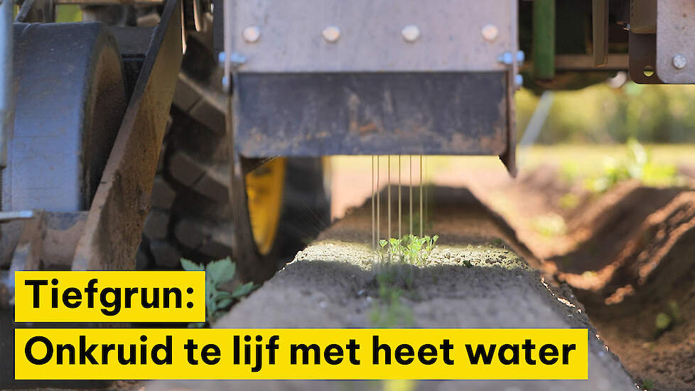 Tiefgrun: Onkruid te lijf met heet water