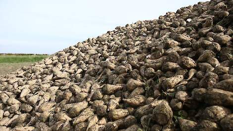 Ook in België wordt hogere suikeropbrengst verwacht