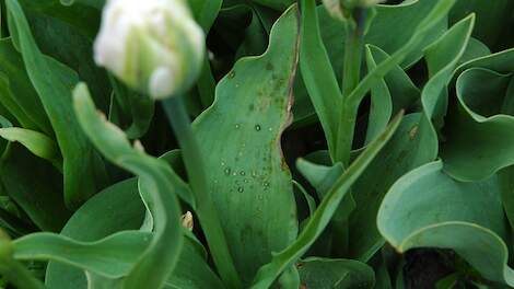 Versterkte weerbaarheid van tulp en lelie tegen vuur en schimmels