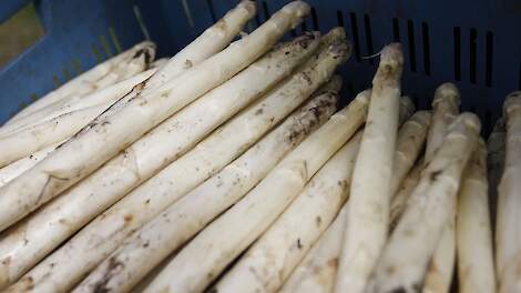 Bakelse aspergeteler gestopt: 'Alles verzopen door natuurplan Esperloop'