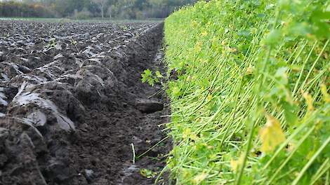 Wiersma wil dit jaar integrale KPI’s opleveren voor doelsturingsprojecten melkvee en akkerbouw