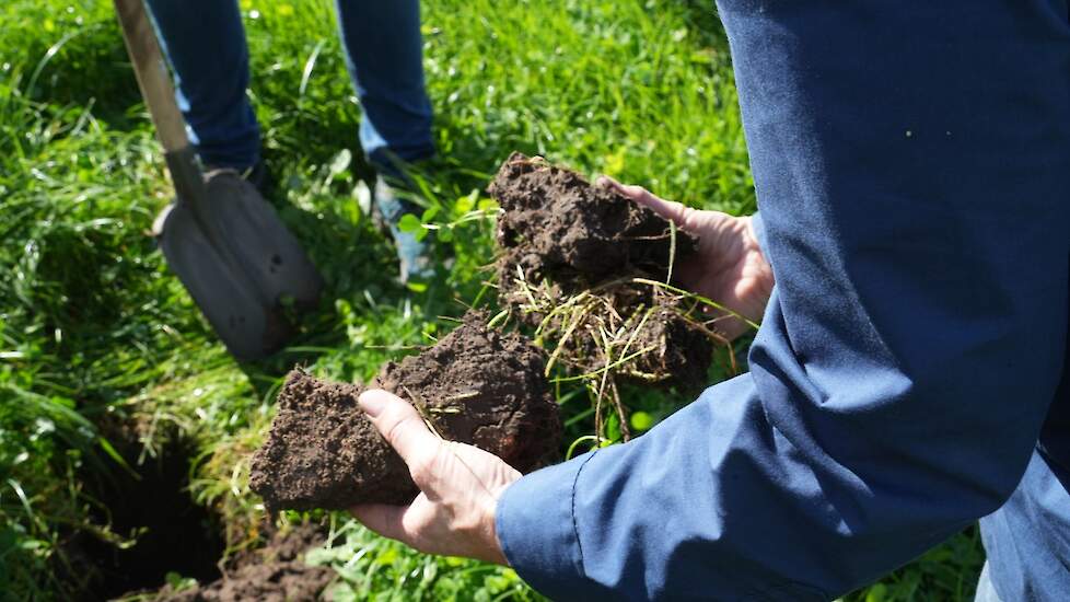 Gras, klavers en andere kruiden laten een mooie structuur achter in de toplaag van de bodem.