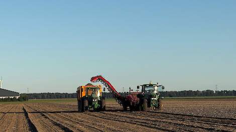 Aardappeloogst op volle toeren