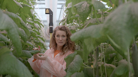 Kleefkorrels, lasers en drones: Focus over groene gewasbescherming