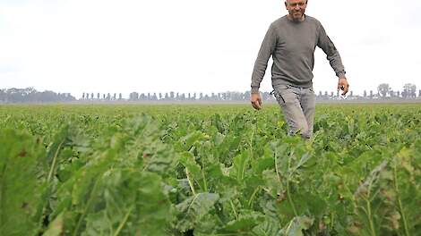 Bos doet proef groenbemester in bieten: ‘Zeker voordelen, opbrengst weinig geleden’