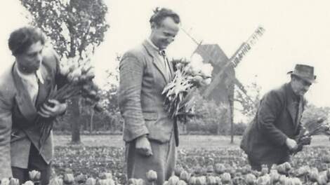 Toonaangevende Duitse bloembollenteler sluit de deuren