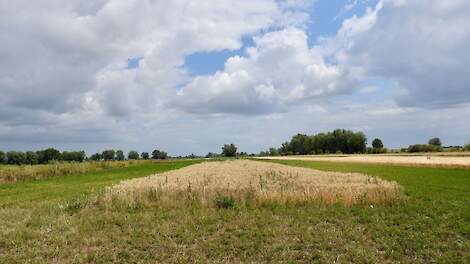 Zoemende rustakkers van Rivierenland zorgen voor meer biodiversiteit