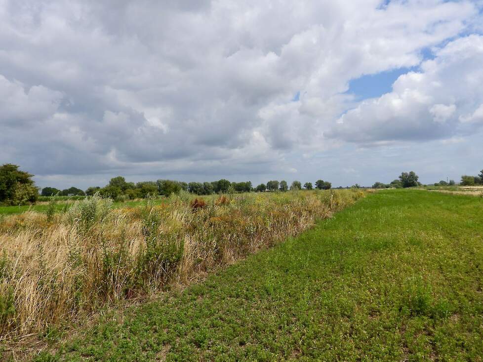 Kruidenrijke strook naast luzerne op de BAM akker in Well.