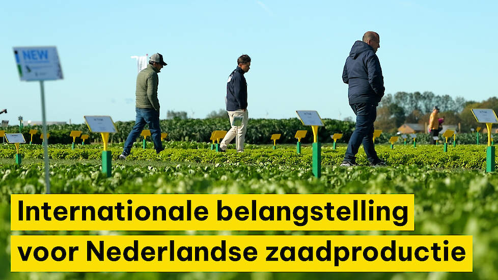 Internationale belangstelling voor Nederlandse zaadproductie