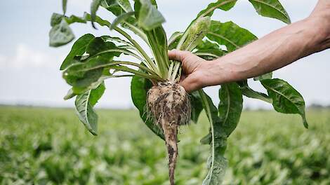 Sensus verlaagt basisprijs cichorei met bijna dertig procent