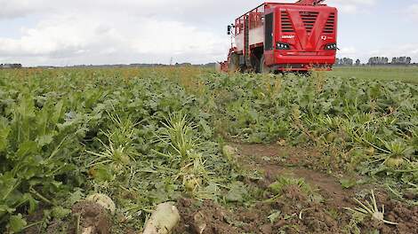 Suikergehalte derde campagneweek op 17,2 procent