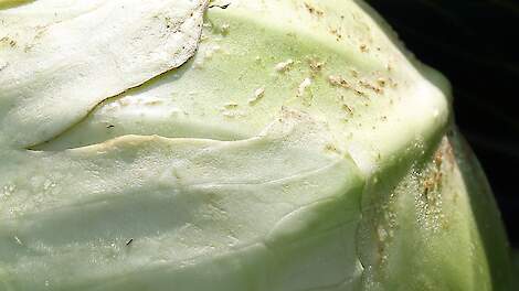 Nederland hernieuwt toelating spinosad; Tracer blijft inzetbaar tegen trips