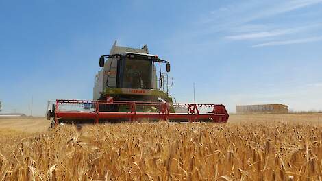 Ruime mondiale voorraden zorgen voor dalende noteringen