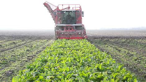 Zeeuwse bietentelers krijgen tegemoetkoming voor faunaschade ook in december