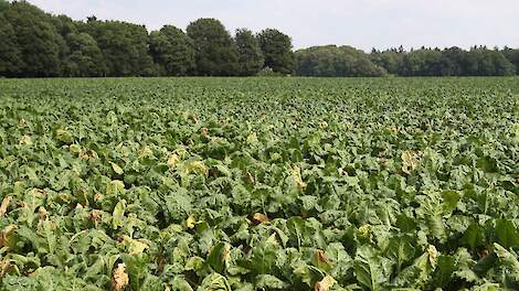 IRS: ‘Bladschimmelbestrijding na half oktober niet meer rendabel’