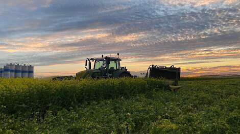 Fotoserie: Groenbemester in het zaad en anderhalve meter hoog: ‘Ervoor gekozen om het af te maaien’