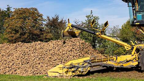 Video: Bietenmuis peuzelt 'mooie bult met bieten' op