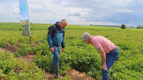 SMK: ‘Kom met de hele keten in actie tegen phytophthora’