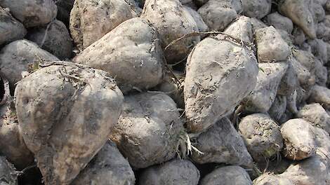 IRS: SBR aangetroffen in suikerbieten