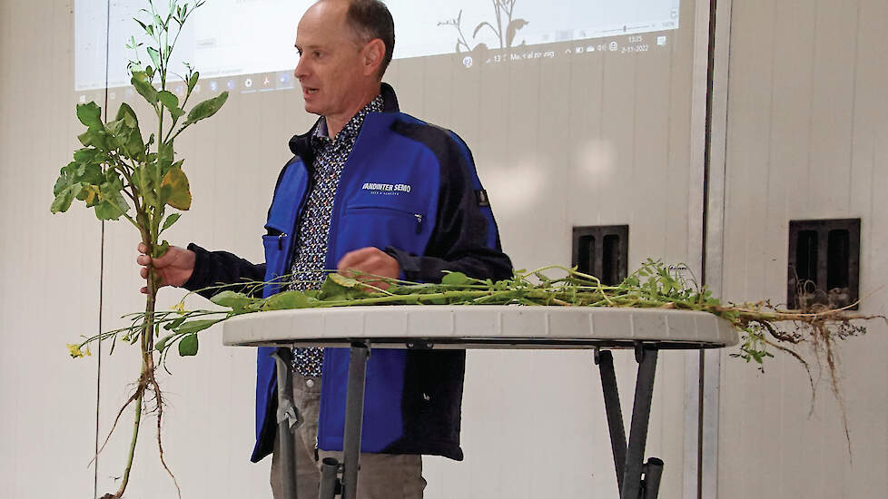 Groenbemesters met sterke wortels, zoals Geert Elzes van Vandinter Semo toont, dragen bij aan herstel van verdichting.