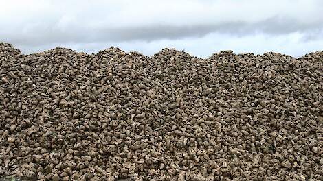 Cosun: 'Raadzaam om geen ligplaatsen van bieten nabij pluimveestallen te hebben'