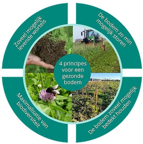 DSV zaden: De 4 principes van een gezonde bodem.
