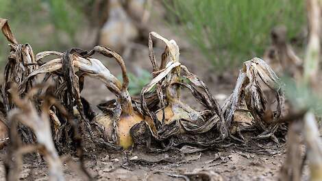 Stelling: Er moet een taskforce voor valse meeldauw in uien komen
