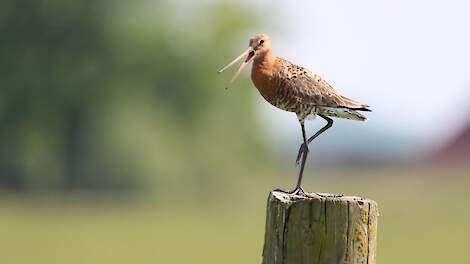 Column: Administratieve onvolkomenheid belangrijker dan grutto