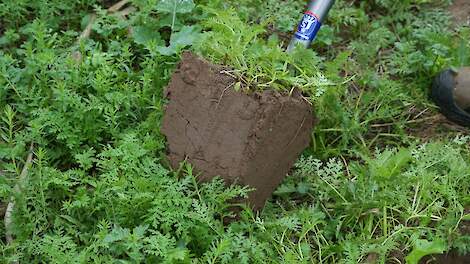 ‘Vraag mij niet welk groenbemestermengsel het beste tegen griep is!’