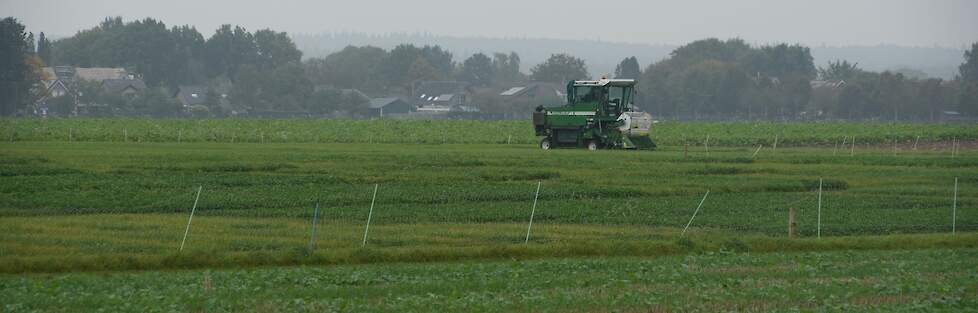 Vermeerdering en zaadproductie van groenbemesters bij DSV Zaden in Ven-Zelderheide
