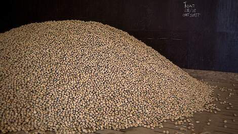 ‘Totaal geen inzicht in hoeveel aanbod er tegenover gezonde marktprijs moet staan’