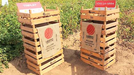 Dynamisch seizoen voor pootaardappelen