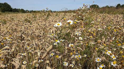 Column: Een eerlijke prijs voor iets moois