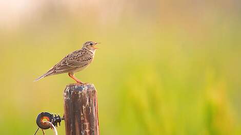 Draag een boer aan voor de Gouden Leeuwerik 2025!