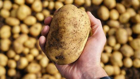 Na de aardappel oogst start de kiemremming in de bewaring!