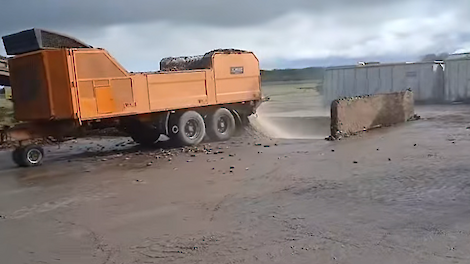 Versnipperde aardappelen, bieten en witlofpennen interessant voor het afdekken van maïs- en graskuil