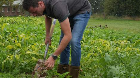 Planten sturen voeding en bodemleven vooral vlak rondom de wortels