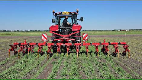 Mechanisch stuifgerst in suikerbieten verwijderen valt niet mee.