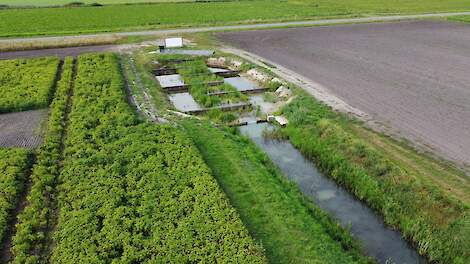 Het helofytenfilter en bemaling met daarachter de zonnepanelen.