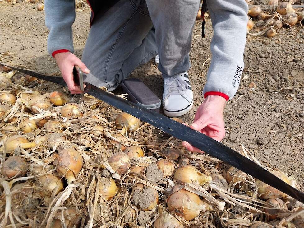 Druppelirrigatie in uien