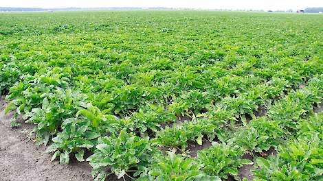 Cosun ontstemd over aanmerken suikerbieten als uitspoelingsgevoelig