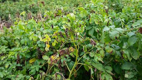 Aardappelopslag nu al punt van zorg met oog op phytophthora