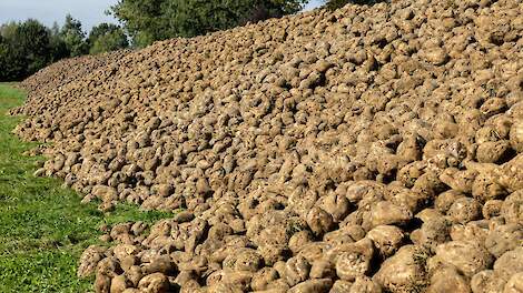 Voorspoedige verwerking en kwalitatief goede bieten