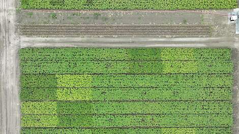 Onderzoek naar stikstofefficiëntie in pootaardappelen en tarwe