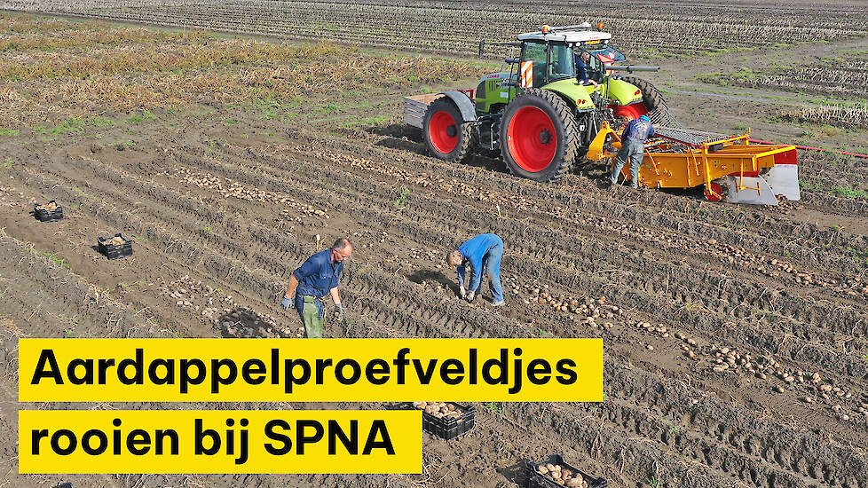 Aardappelproefveld rooien bij SPNA
