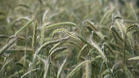 Nieuwe fungicide en herbicide toegelaten in graanteelt