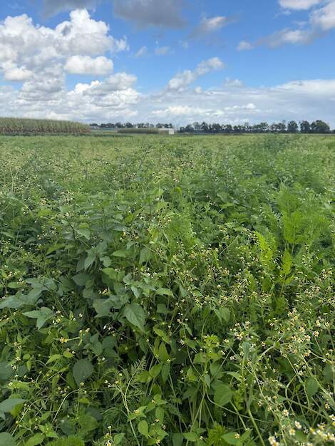 Na vier jaar experimenteren met Integrated Crop Management op Limburgse zandgrond zijn de resultaten: minder chemische middelen, maar ook uitdagingen met onkruid en opbrengsten.